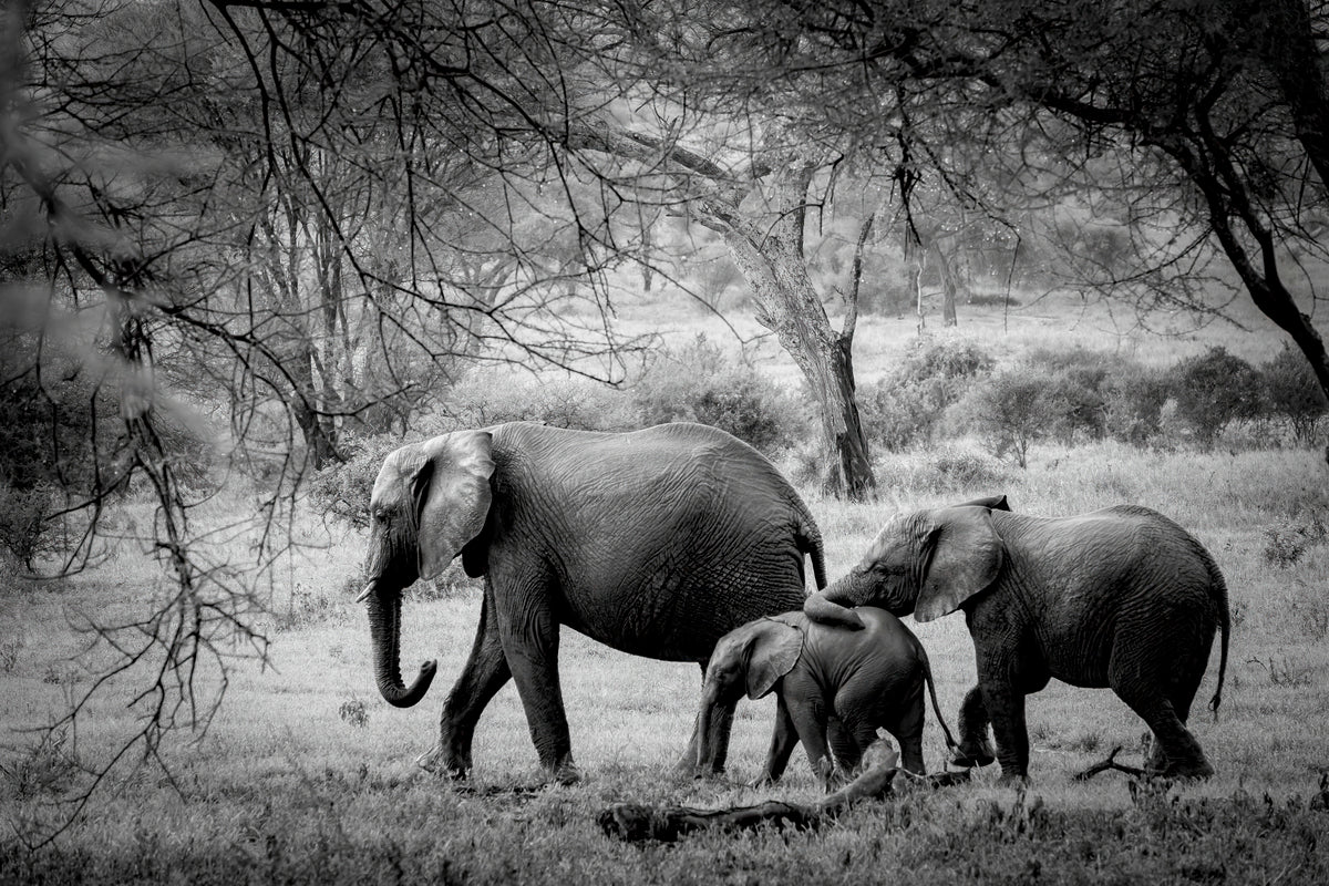 And Now From Forth The Wood, Wild Beasts Did Roam (B&W)