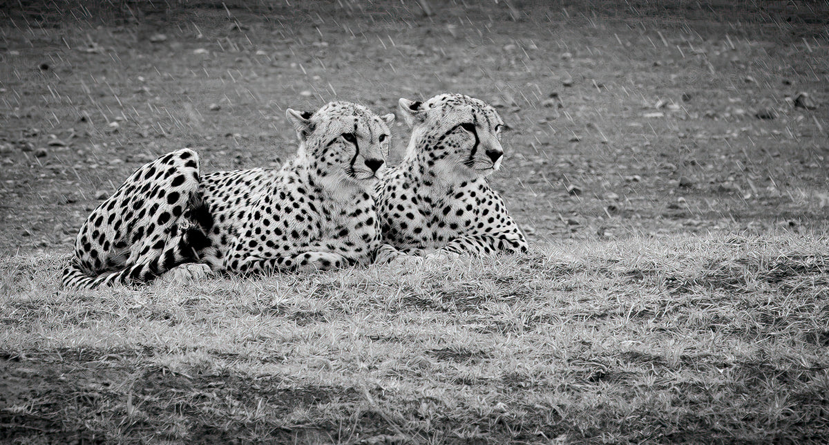 Tears in the rain
