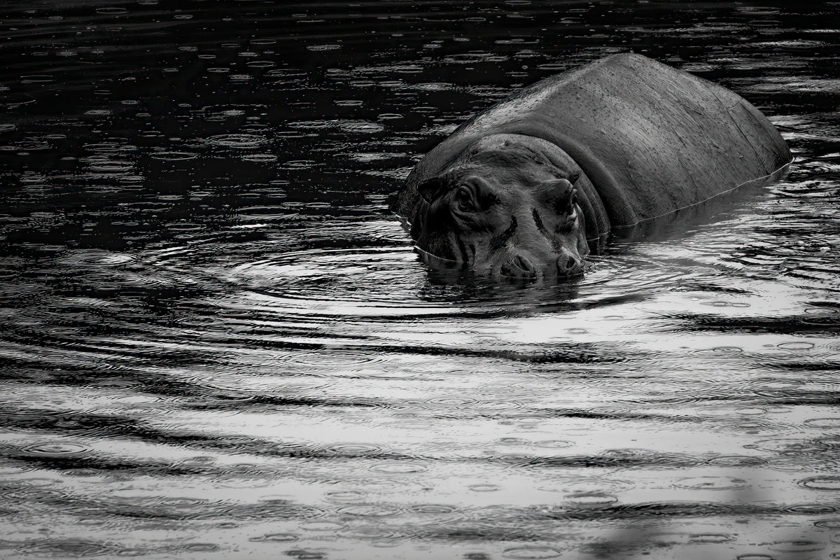 Ripple