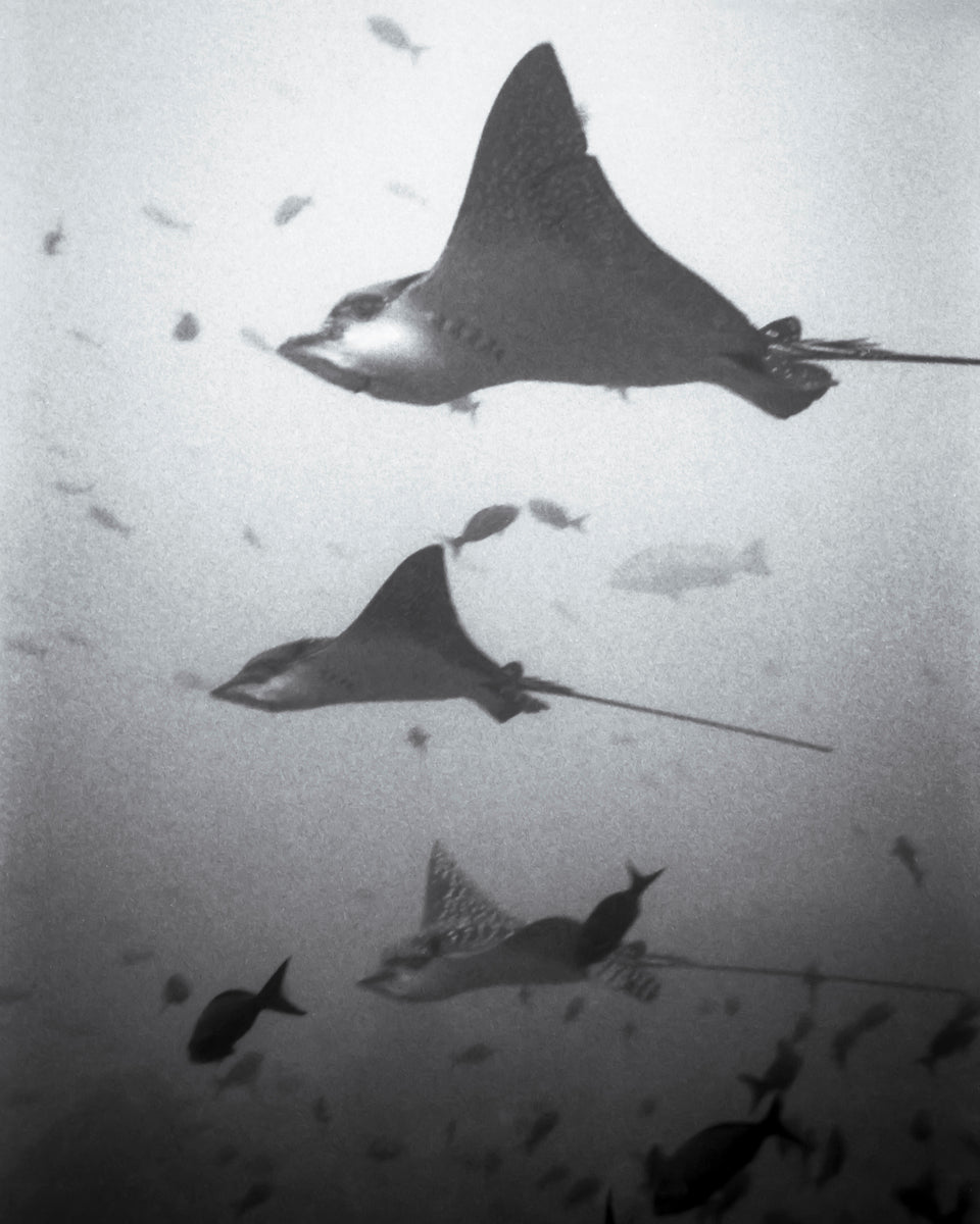 Glide