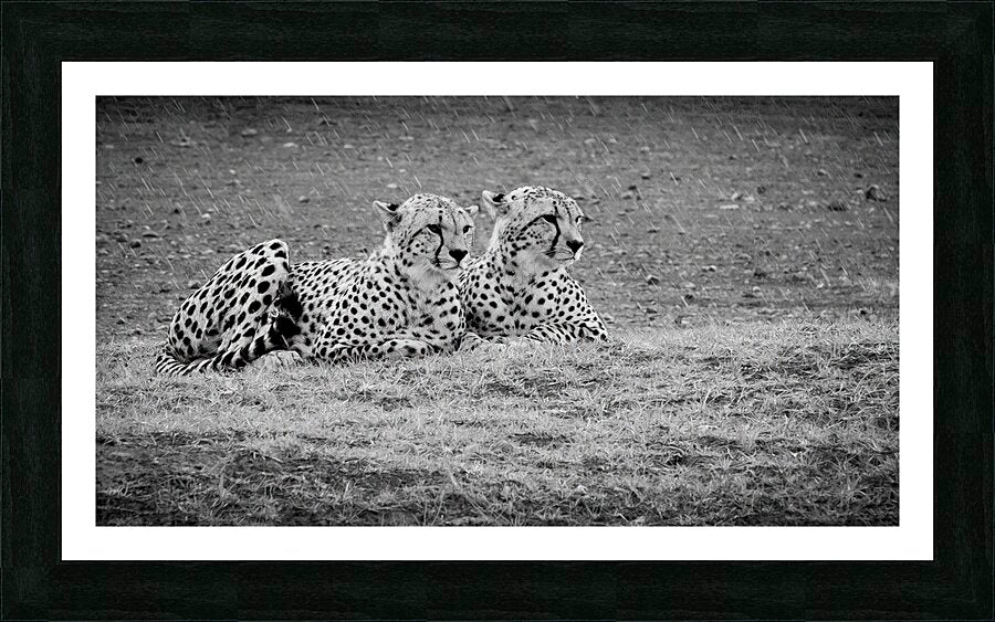 Framed Print