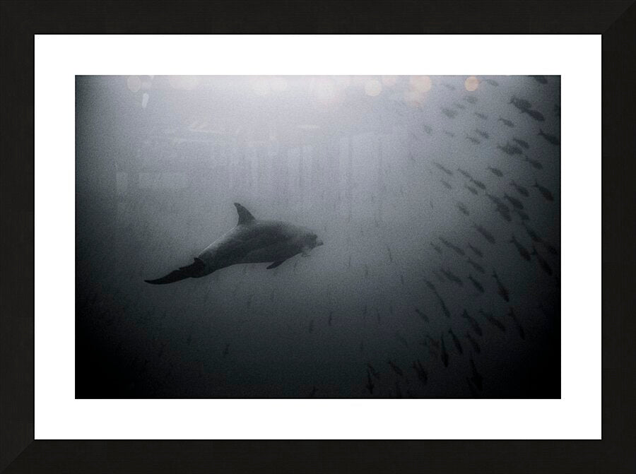 Framed Print