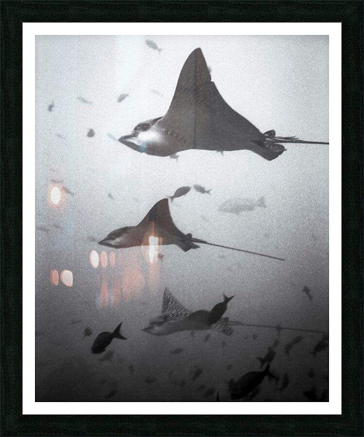 Framed Print