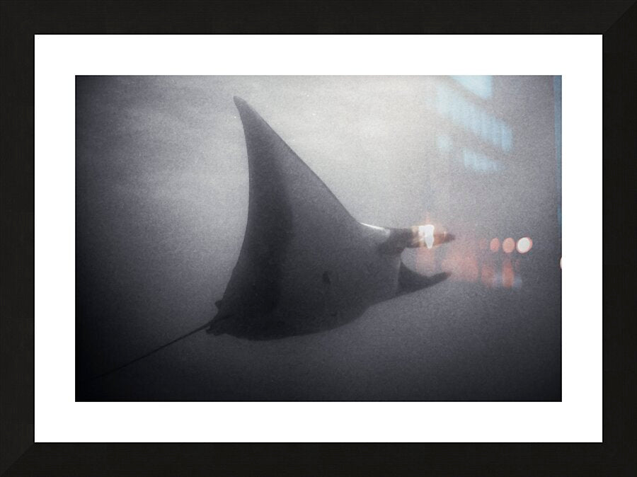 Framed Print