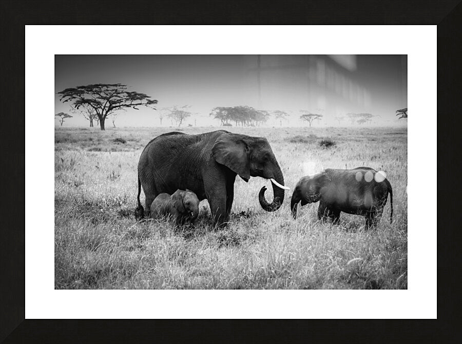 Framed Print