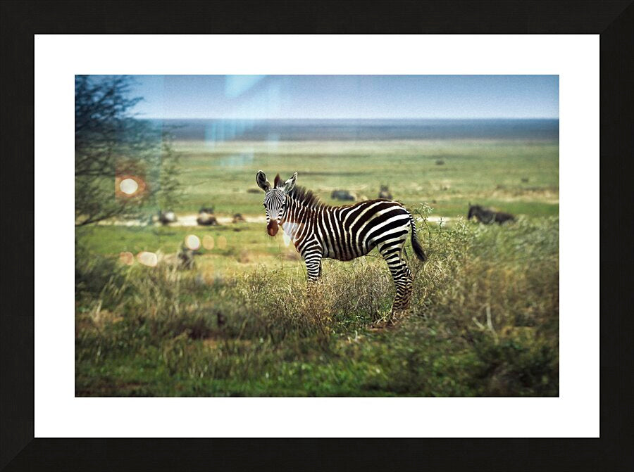 Framed Print