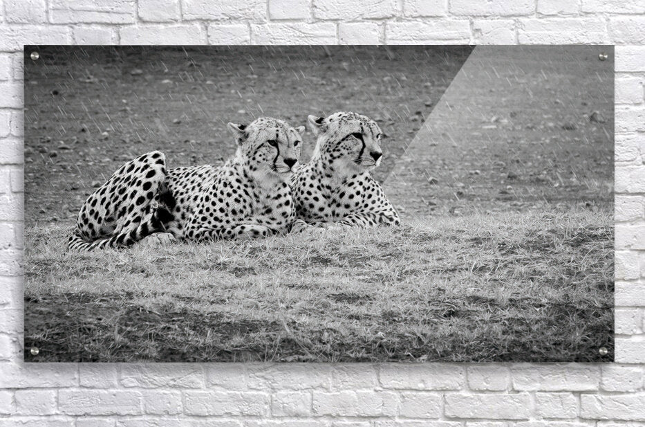 Acrylic Print