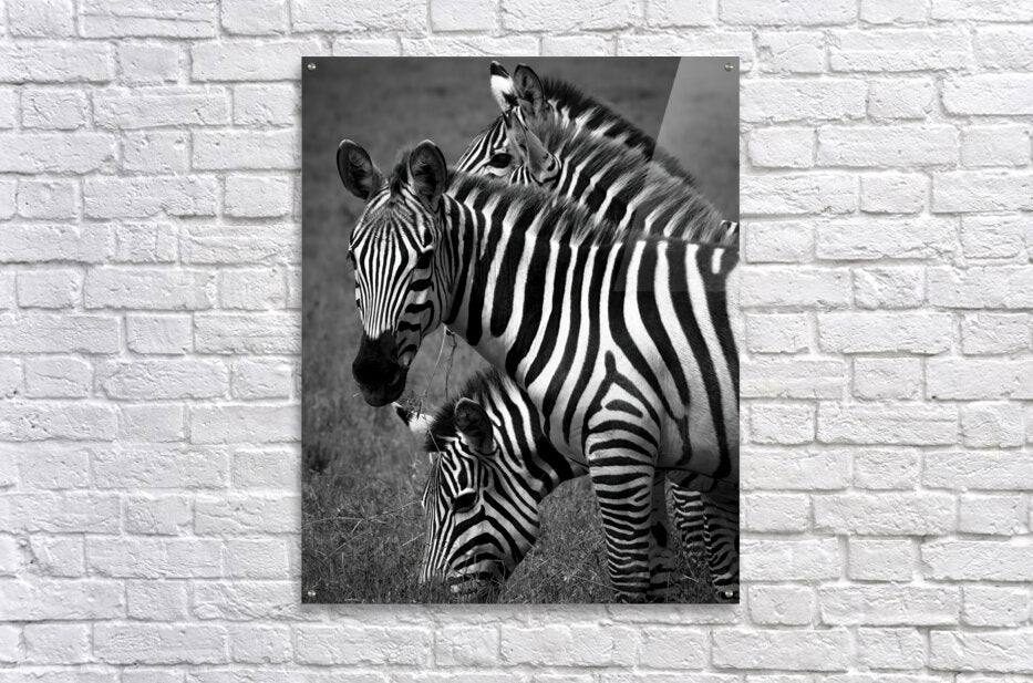 Acrylic Print