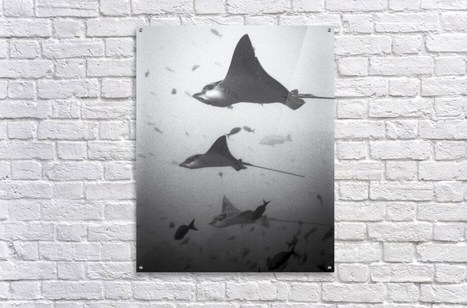 Acrylic Print