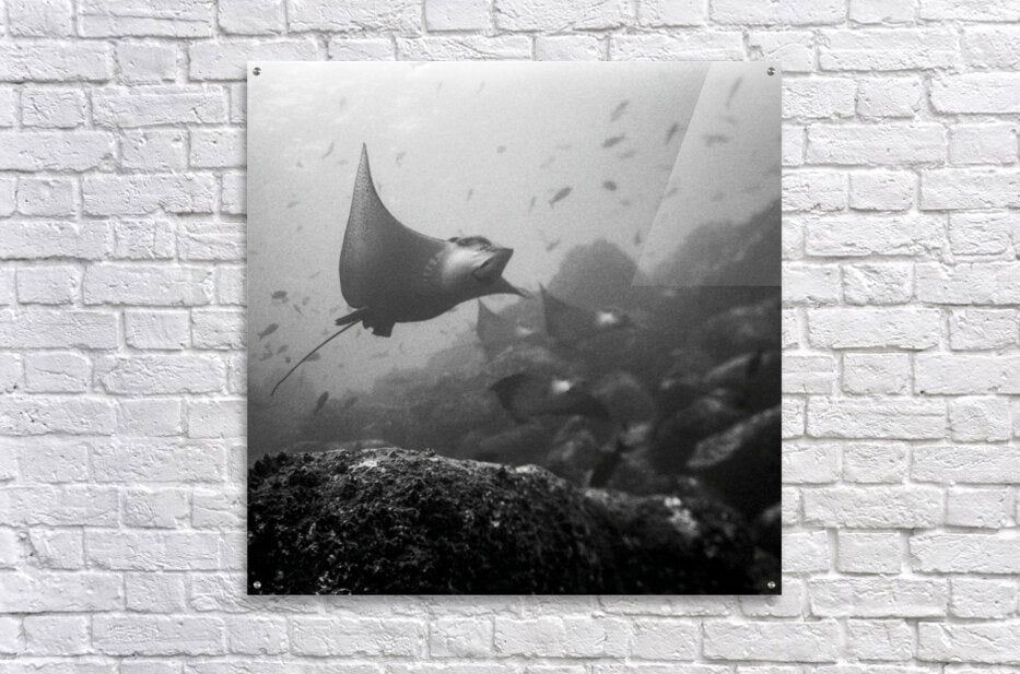 Acrylic Print