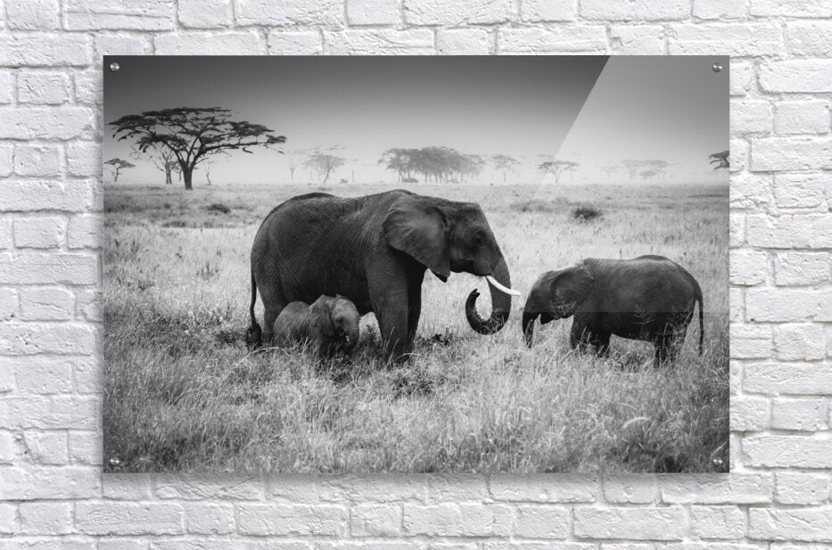 Acrylic Print