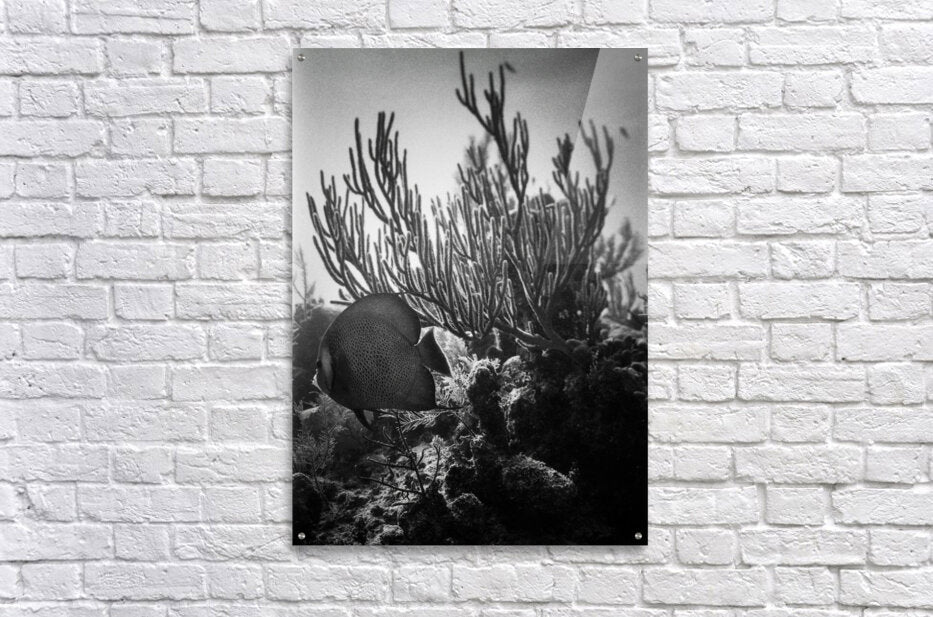 Acrylic Print