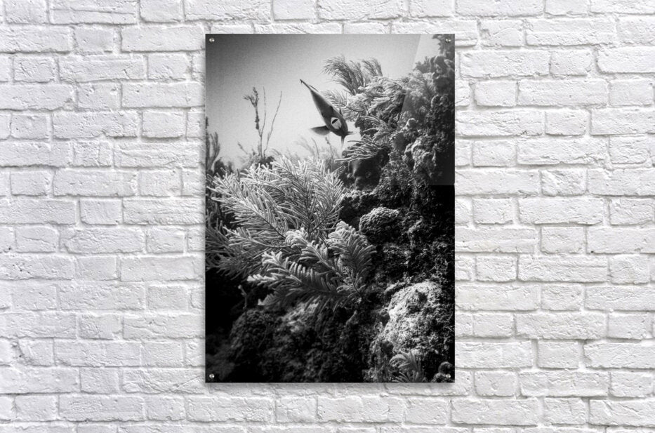 Acrylic Print