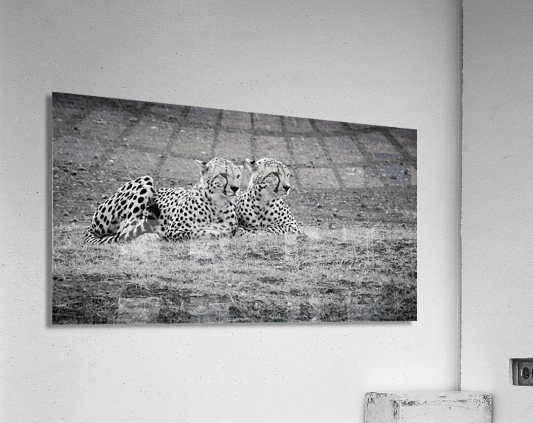 Acrylic Print