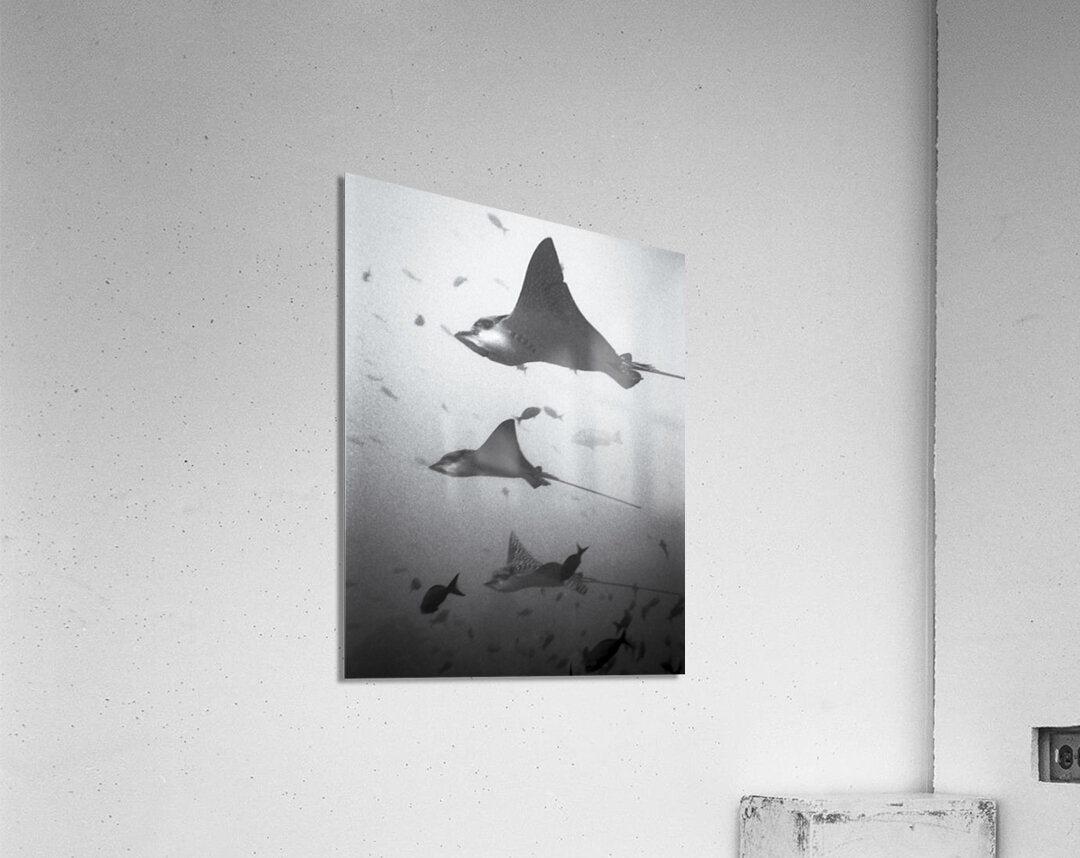 Acrylic Print