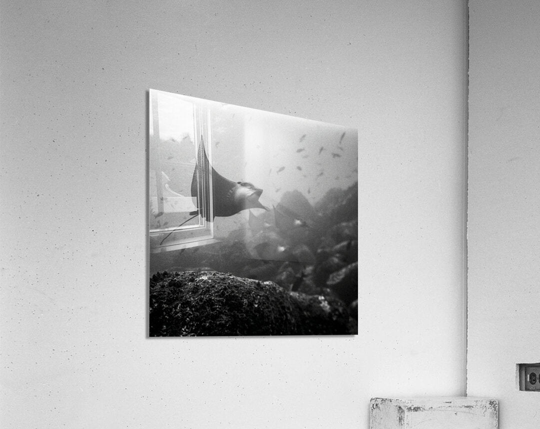 Acrylic Print