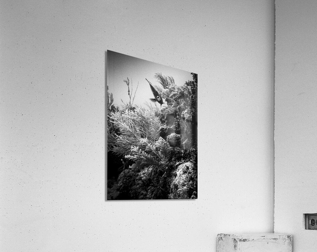 Acrylic Print